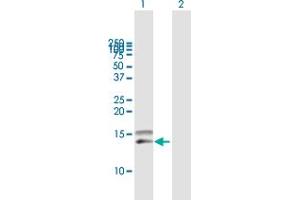 Western Blot analysis of CCL28 expression in transfected 293T cell line by CCL28 MaxPab polyclonal antibody. (CCL28 anticorps  (AA 1-127))