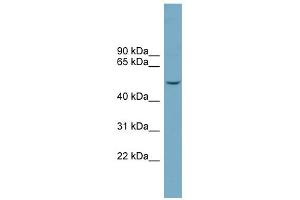 WB Suggested Anti-FAM98A Antibody Titration: 0.