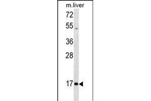 HOXA1 Antibody (N-term) (ABIN1539611 and ABIN2849947) western blot analysis in mouse liver tissue lysates (35 μg/lane). (HOXA1 anticorps  (N-Term))