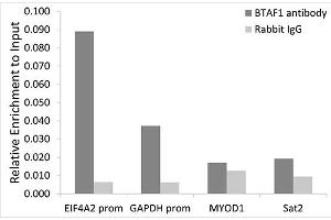 Chromatin immunoprecipitation analysis of extracts of HeLa cells, using BT antibody (ABIN6129999, ABIN6137676, ABIN6137677 and ABIN6221500) and rabbit IgG. (BTAF1 anticorps  (AA 1600-1849))