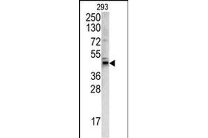 Western blot analysis of WNT4 antibody (C-term) (ABIN390635 and ABIN2840938) in 293 cell line lysates (35 μg/lane).