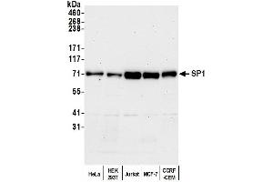 Western Blotting (WB) image for anti-Sp1 Transcription Factor (SP1) (C-Term) antibody (ABIN7458075)