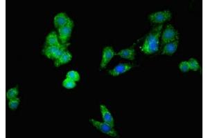 Immunofluorescent analysis of HepG2 cells using ABIN7149840 at dilution of 1:100 and Alexa Fluor 488-congugated AffiniPure Goat Anti-Rabbit IgG(H+L) (DIABLO anticorps  (AA 168-236))
