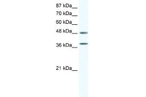 MAPK14 antibody (20R-1305) used at 0. (MAPK14 anticorps  (C-Term))
