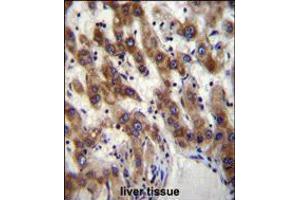 PHF20 Antibody immunohistochemistry analysis in formalin fixed and paraffin embedded human liver tissue followed by peroxidase conjugation of the secondary antibody and DAB staining. (PHF20 anticorps  (N-Term))