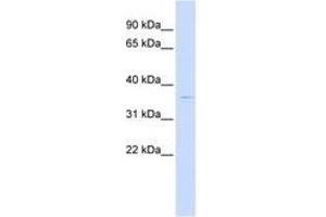 Image no. 1 for anti-PiggyBac Transposable Element Derived 2 (PGBD2) (AA 252-301) antibody (ABIN6743773) (PGBD2 anticorps  (AA 252-301))