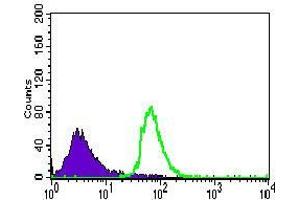 Flow cytometric analysis of HeLa cells using CDH5 mouse mAb (green) and negative control (purple).