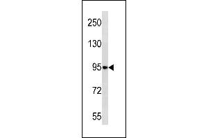 NELL1 Antibody (N-term) (ABIN1881575 and ABIN2843261) western blot analysis in HL-60 cell line lysates (35 μg/lane). (NELL1 anticorps  (N-Term))