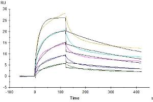 Rhesus macaque LILRB1, hFc Tag captured on CM5 Chip via Protein A can bind Rhesus macaque HLA-G Complex Tetramer, His Tag with an affinity constant of 1.