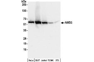 anti-60S Ribosomal Export Protein NMD3 (NMD3) (AA 453-503) antibody