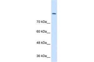 Western Blotting (WB) image for anti-Chloride Channel 3 (CLCN3) antibody (ABIN2461160) (CLCN3 anticorps)