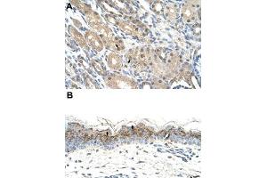Immunohistochemical staining (Formalin-fixed paraffin-embedded sections) of human kidney (A) and human skin (B) with GEM polyclonal antibody  at 4-8 ug/mL working concentration. (GEM anticorps  (C-Term))