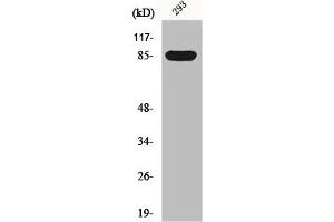 Western Blot analysis of 293 cells using GPR156 Polyclonal Antibody (GPR156 anticorps  (Internal Region))