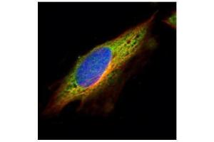ICC/IF Image Confocal immunofluorescence analysis (Olympus FV10i) of methanol-fixed HeLa, using EPHX1, antibody (Green) at 1:500 dilution.
