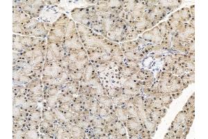 ABIN7094766 and ABIN7098817 at 1/100 staining Rat pancreatic tissue by IHC-P. (KLF2 anticorps  (Internal Region))