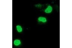Anti-PPWD1 mouse monoclonal antibody (ABIN2453500) immunofluorescent staining of COS7 cells transiently transfected by pCMV6-ENTRY PPWD1 (RC204570). (PPWD1 anticorps)