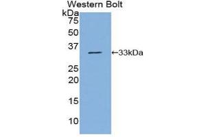 Western Blotting (WB) image for anti-Nucleoporin 88kDa (NUP88) (AA 159-422) antibody (ABIN1860087) (NUP88 anticorps  (AA 159-422))
