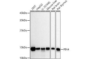 Western blot analysis of extracts of various cell lines, using PIN4 antibody (ABIN7269208) at 1:1000 dilution. (PIN4 anticorps)