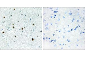 Peptide - +Immunohistochemistry analysis of paraffin-embedded human brain tissue, using DCLK3 antibody. (DCLK3 anticorps)