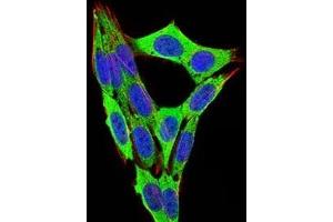 Immunofluorescence analysis of NIH/3T3 cells using RB1 mouse mAb (green).