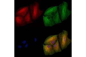 ABIN6262955 and ABIN6272923 staining  cells by IF/ICC. (LGALS3BP anticorps  (C-Term))