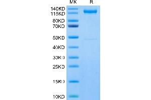Human CDH17 on Tris-Bis PAGE under reduced condition. (LI Cadherin Protein (AA 23-787) (Fc Tag))