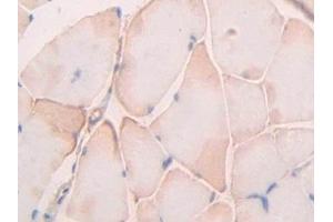 Detection of UBD in Rat Skeletal muscle Tissue using Polyclonal Antibody to Ubiquitin D (UBD) (UBD anticorps  (AA 1-155))