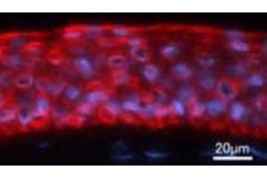 Immunofluorescence analysis of human cornea tissue, using Keratin 12 polyclonal antibody  . (KRT12 anticorps)