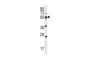 SP2 Antibody (Center) (ABIN656360 and ABIN2845657) western blot analysis in 293 cell line lysates (35 μg/lane). (SMAP2 anticorps  (AA 111-140))