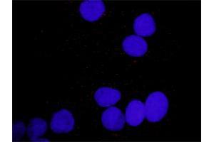 Proximity Ligation Analysis of protein-protein interactions between PDGFA and PLCG1.