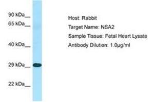 Image no. 1 for anti-NSA2 Ribosome Biogenesis Homolog (NSA2) (N-Term) antibody (ABIN6750061) (NSA2 anticorps  (N-Term))