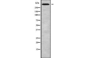 Western blot analysis of CHD6 using MCF7 whole cell lysates (CHD6 anticorps  (C-Term))