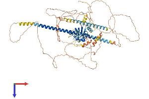 AlphaFold protein structure predicition of Human Recombinant PASD1 Protein, UniprotID Q8IV76