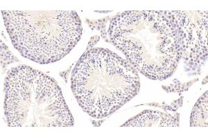 Detection of tPA in Mouse Testis Tissue using Polyclonal Antibody to Tissue Plasminogen Activator (tPA)