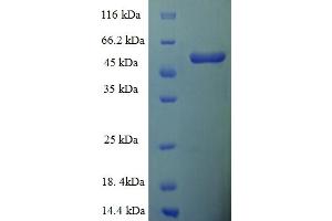 SDS-PAGE (SDS) image for D-Amino-Acid Oxidase (DAO) (AA 1-347), (full length) protein (His-SUMO Tag) (ABIN5709381)