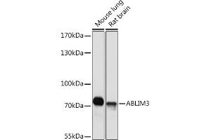 Western blot analysis of extracts of various cell lines, using  Rabbit pAb (ABIN7265381) at 1:1000 dilution. (ABLIM3 anticorps  (AA 350-520))