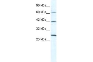 Western Blotting (WB) image for anti-Gap Junction Protein, gamma 1, 45kDa (GJC1) antibody (ABIN2461386) (GJC1 anticorps)