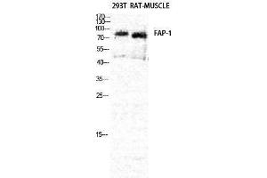 Western Blotting (WB) image for anti-Fibroblast Activation Protein, alpha (FAP) (Internal Region) antibody (ABIN3186906) (FAP anticorps  (Internal Region))