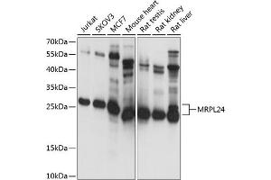 Western blot analysis of extracts of various cell lines, using MRPL24 antibody (ABIN7268565) at 1:1000 dilution. (MRPL24 anticorps  (AA 1-216))