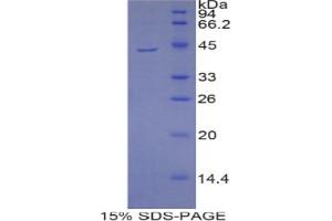 SDS-PAGE analysis of Mouse PIP Protein. (PIP Protéine)