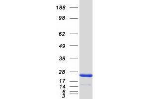 Validation with Western Blot