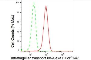 Flow cytometric analysis of Intraflagellar transport 88 expression in HeLa cells using Intraflagellar transport 88 antibody (ABIN7799119), 1:2,000). (Recombinant IFT88 anticorps)