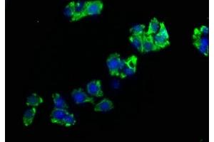 Immunofluorescence staining of HepG2 cells with ABIN7151394 at 1:200, counter-stained with DAPI. (ENPP7 anticorps  (AA 22-216))