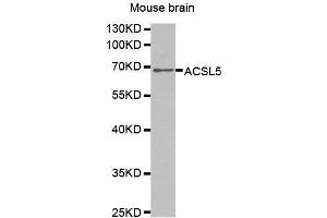 Western Blotting (WB) image for anti-Acyl-CoA Synthetase Long-Chain Family Member 5 (ACSL5) (AA 500-739) antibody (ABIN1678546) (ACSL5 anticorps  (AA 500-739))