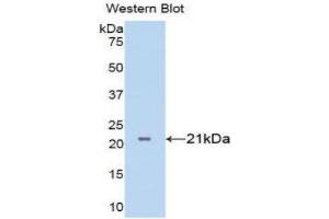 Western Blotting (WB) image for anti-Tumor Necrosis Factor alpha (TNF alpha) (AA 77-232) antibody (ABIN1860786) (TNF alpha anticorps  (AA 77-232))