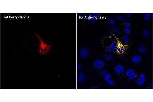 Immunofluorescence (IF) image for Chicken anti-Chicken IgY antibody (DyLight 550) (ABIN7273053) (Poulet anti-Poulet IgY Anticorps (DyLight 550))