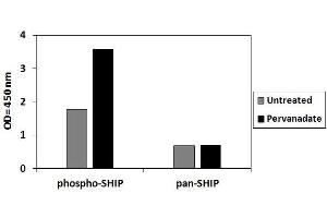 THP1 cells were treated with Pervanadate. (INPP5D Kit ELISA)