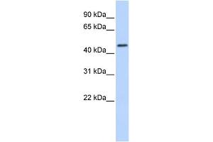 WB Suggested Anti-RNF133 Antibody Titration:  0. (RNF133 anticorps  (N-Term))