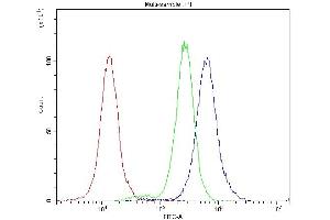 Flow Cytometry analysis of A549 cells using anti-Bcl-X antibody (ABIN4886480). (BCL2L1 anticorps  (Middle Region))