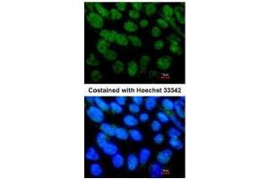 ICC/IF Image Immunofluorescence analysis of paraformaldehyde-fixed Human ESC, using NR5A2, antibody at 1:400 dilution. (NR5A2 + LRH1 anticorps)